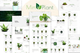 MinPlant - MultiPurpose Plant Store Shopify Theme MultiPurpose Plant Store Shopify Theme